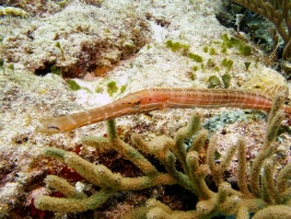 IMG 3203 Trumpetfish